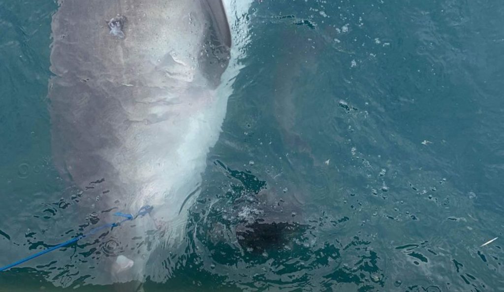 tiger shark