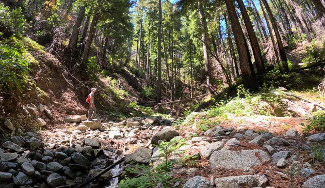 A Hiker Was Lost in the Santa Cruz Mountains for 10 Days; I Retraced His Steps to Find Out Why