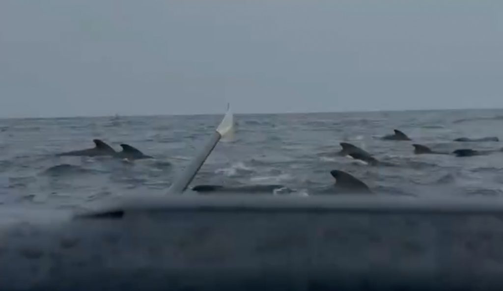 This pod of whales surrounded Tom Waddington on his solo crossing of the Atlantic. Photo: Tom Waddington // Instagram