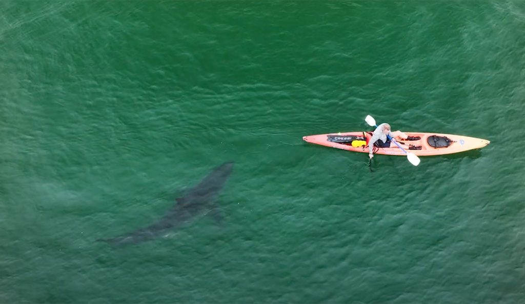 great white shark