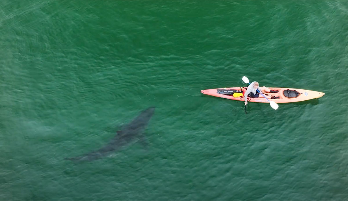 great white shark