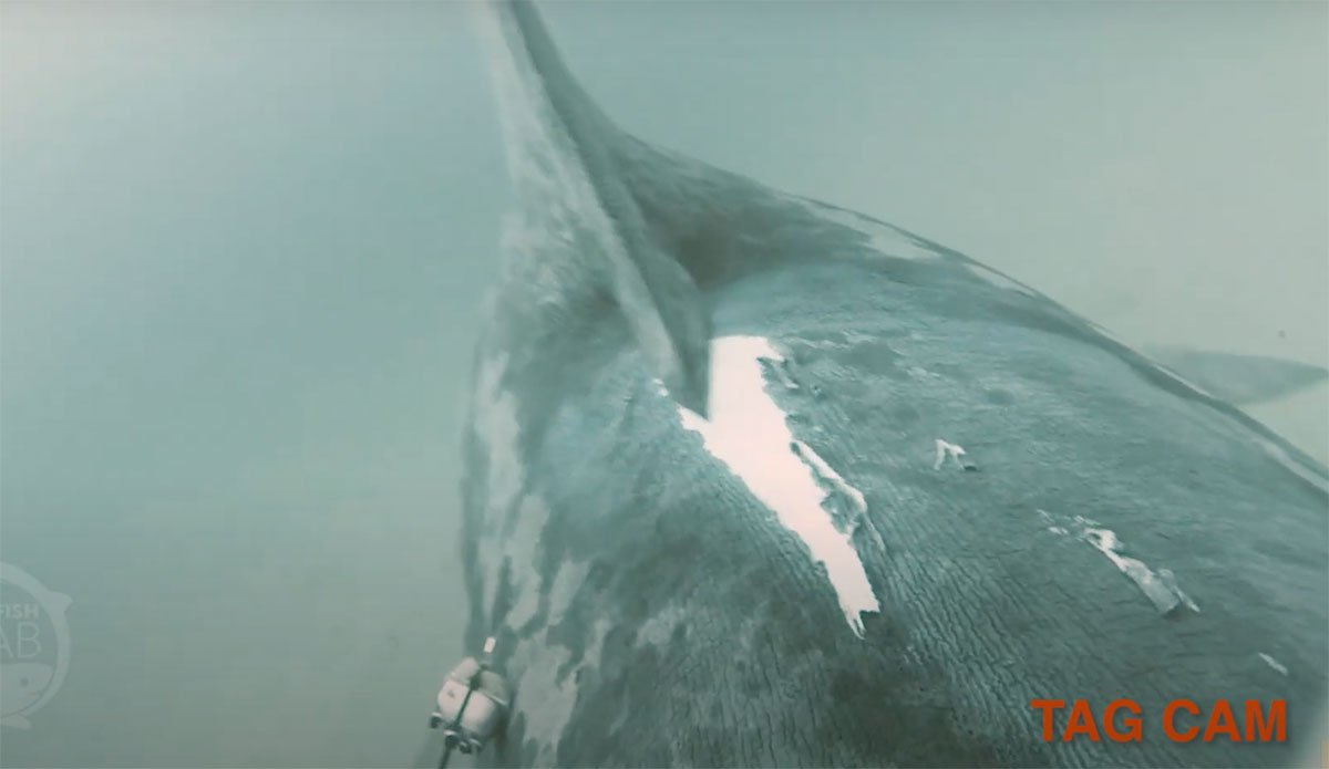Basking shark boat strike