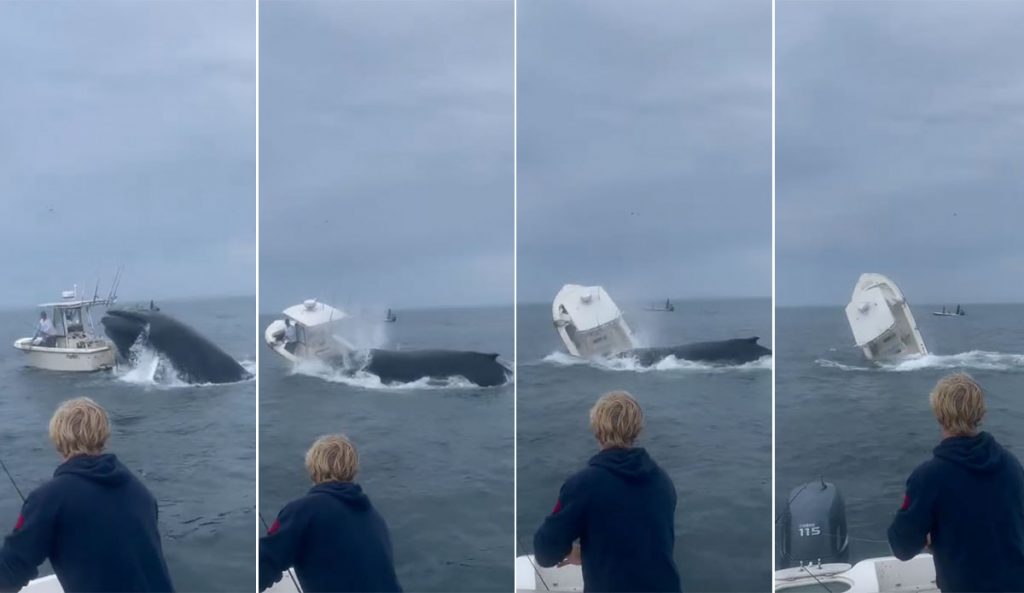 humpback whale