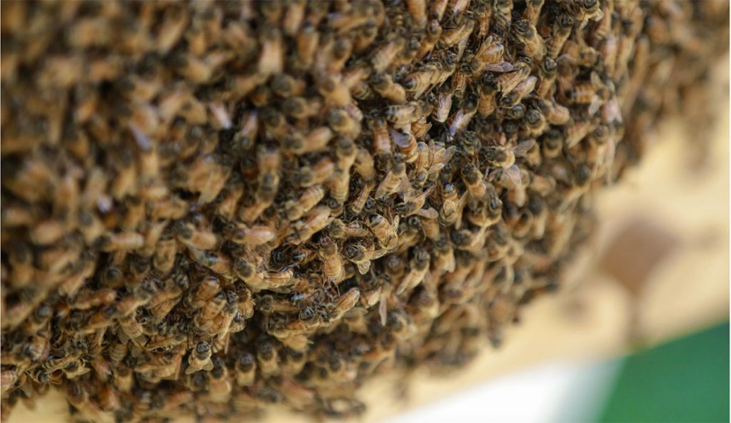 Joshua Tree bee swarms