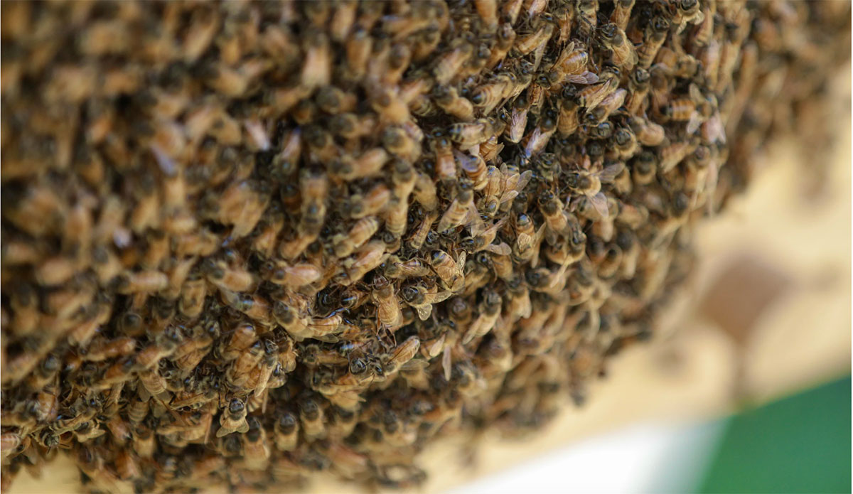 Joshua Tree bee swarms