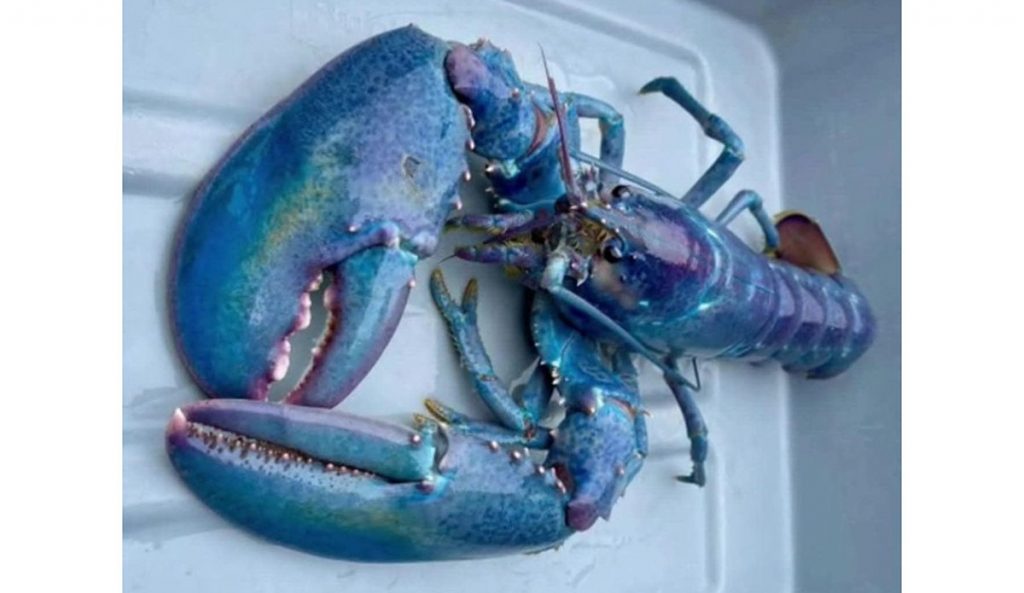 Cotton candy lobster