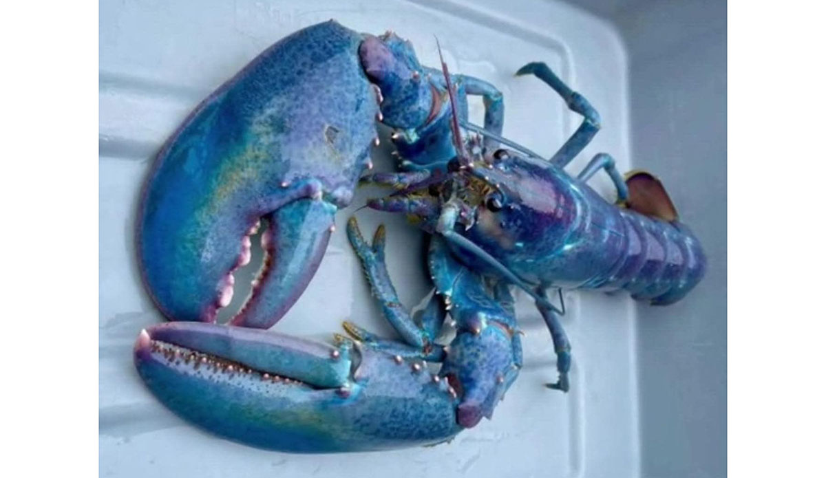Cotton candy lobster