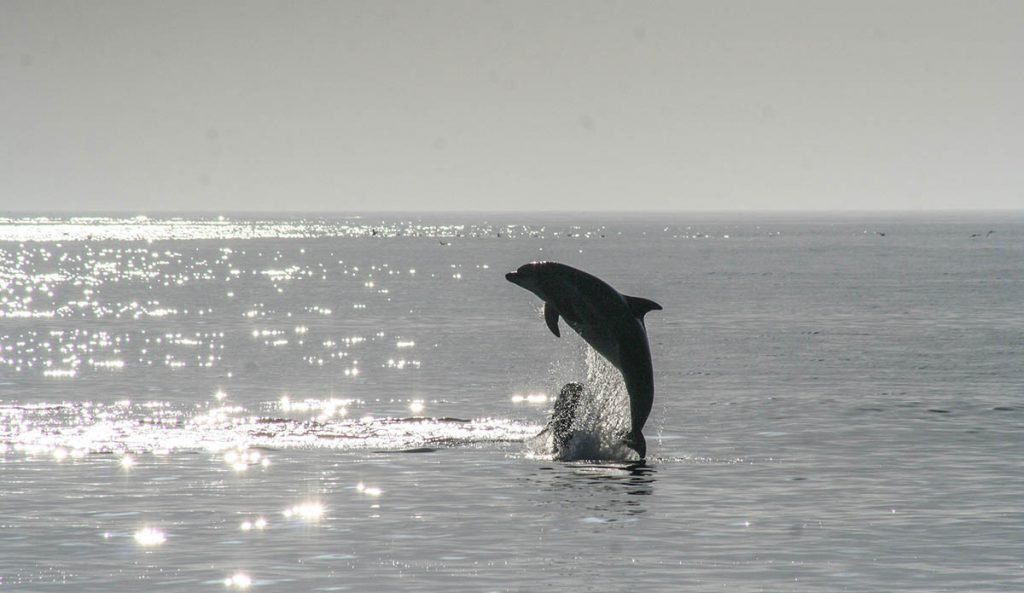 A Lovesick Dolphin Is Assaulting Beachgoers in Japan