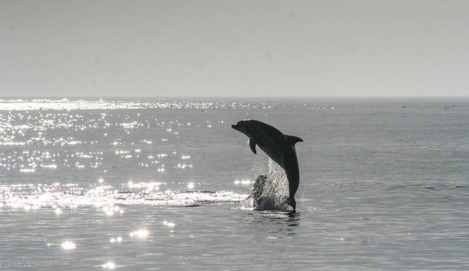 A Lovesick Dolphin Is Assaulting Beachgoers in Japan