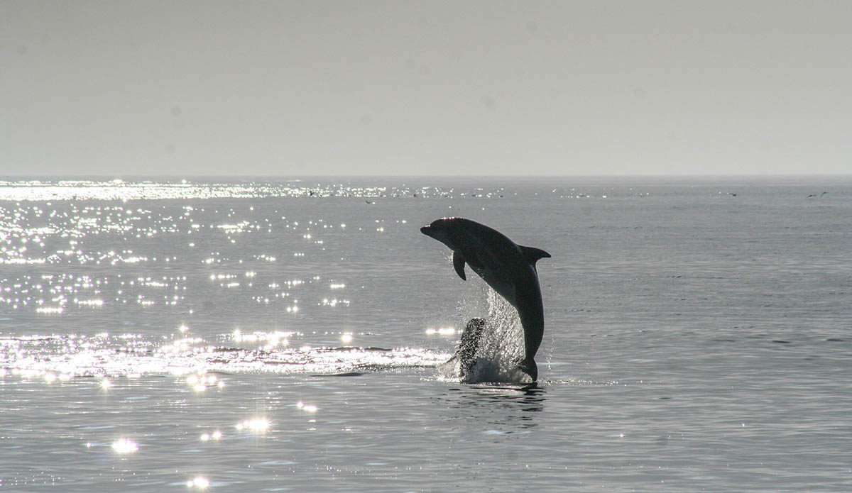 A Lovesick Dolphin Is Assaulting Beachgoers in Japan