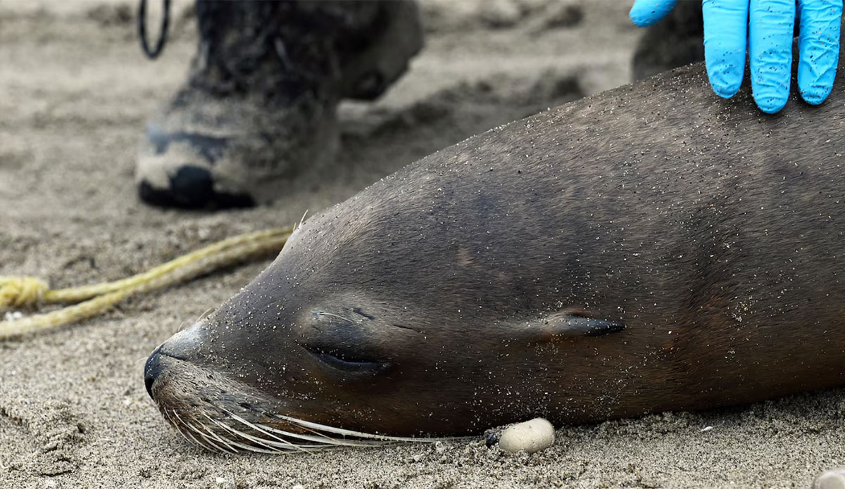 Sea lions in California