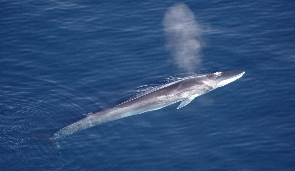 Fin whale in Japan
