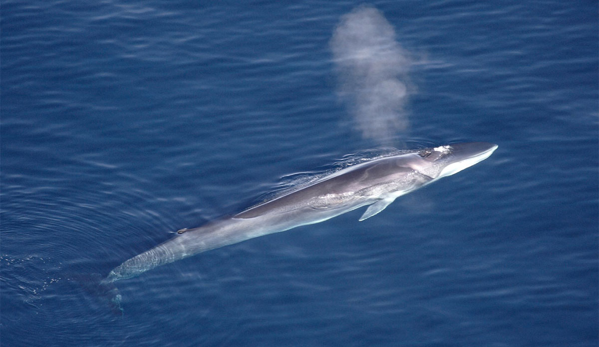 Fin whale in Japan
