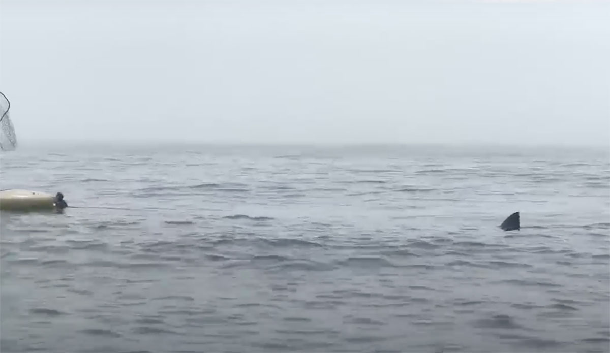 great white shark