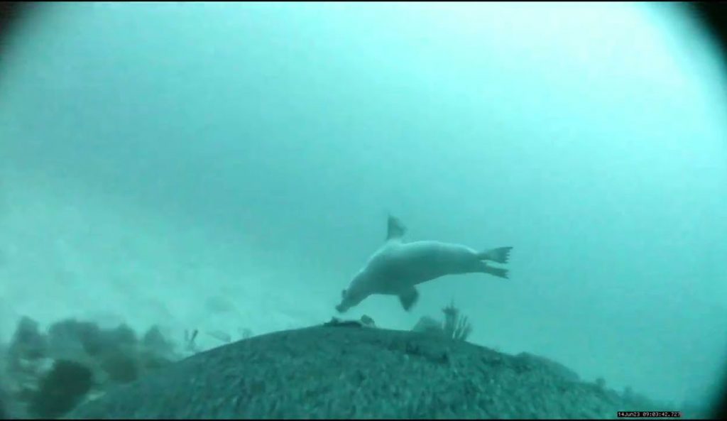 Sea lions