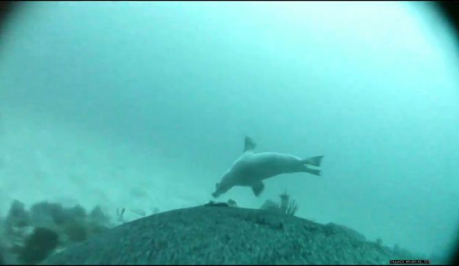 Sea lions