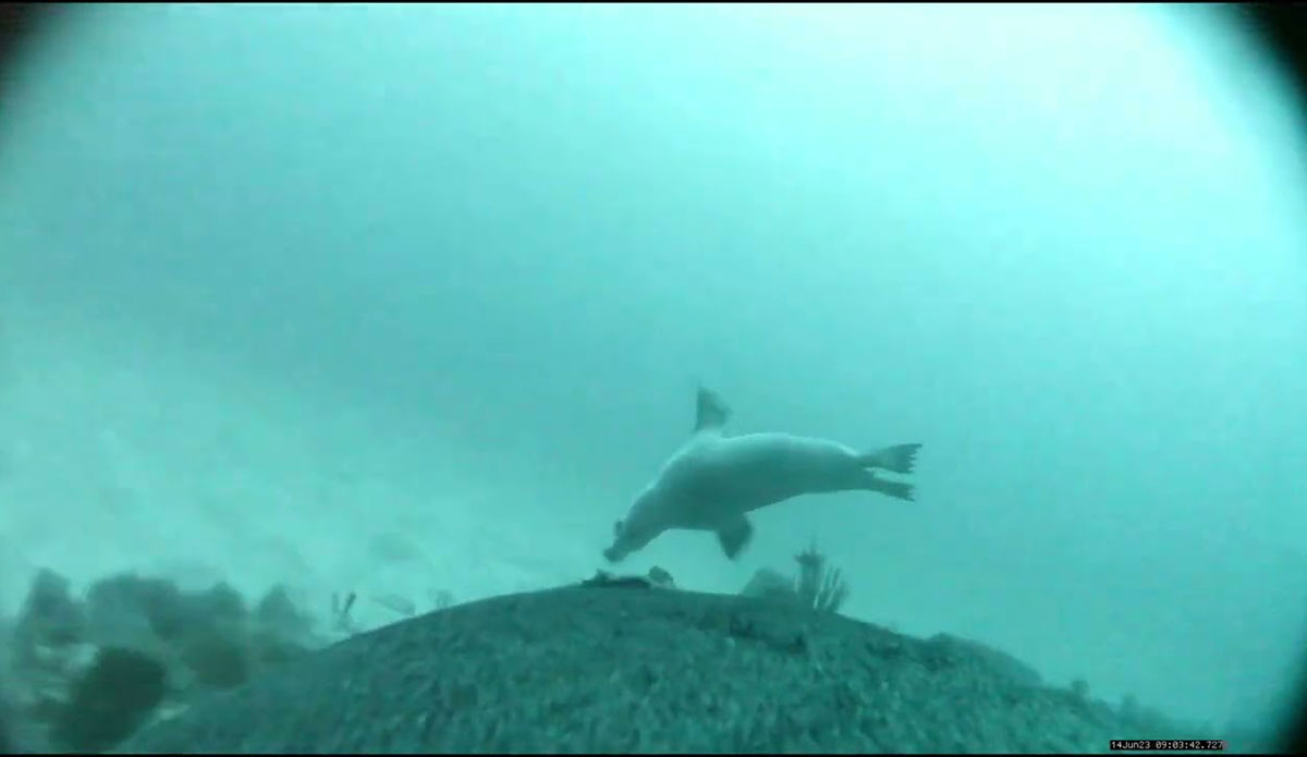 Sea lions