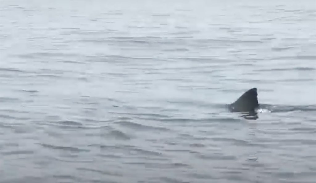 great white shark
