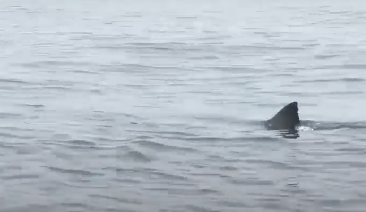 great white shark