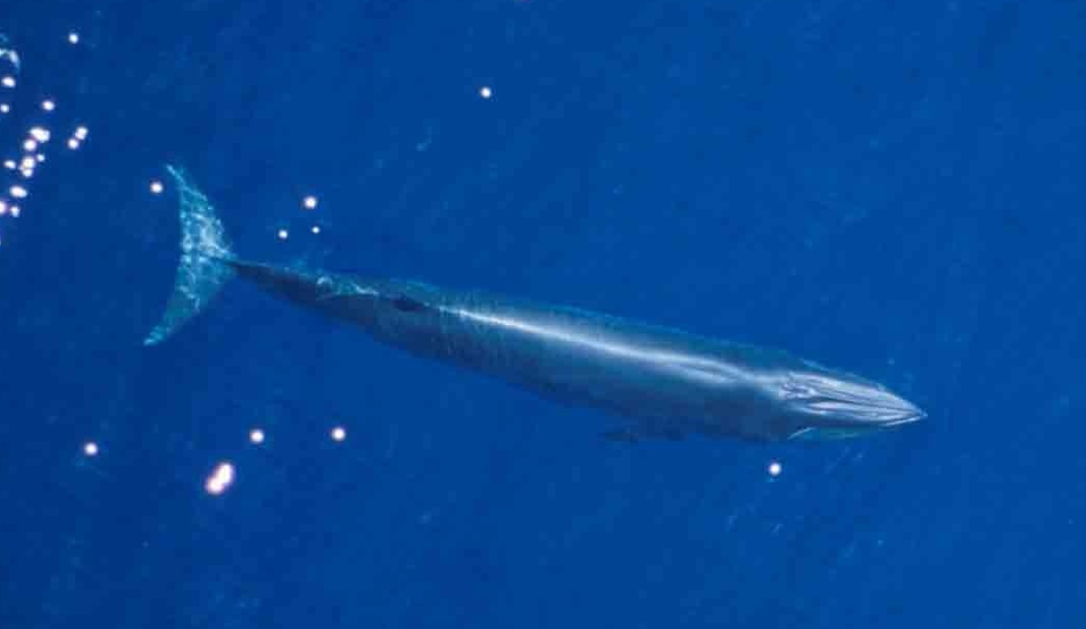 Turn's out the mysterious sounds were coming from Bryde's whales (pictured) Photo: NOAA