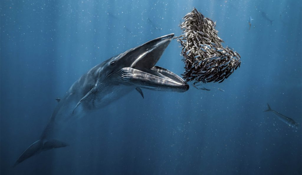 Photo: Rafael Fernandez Caballero // Oceanographic Magazine