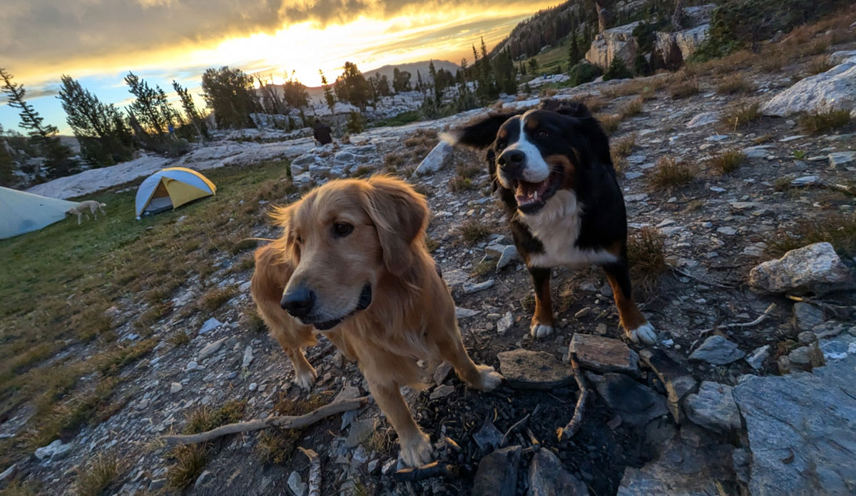 Ruffwear Press Paws