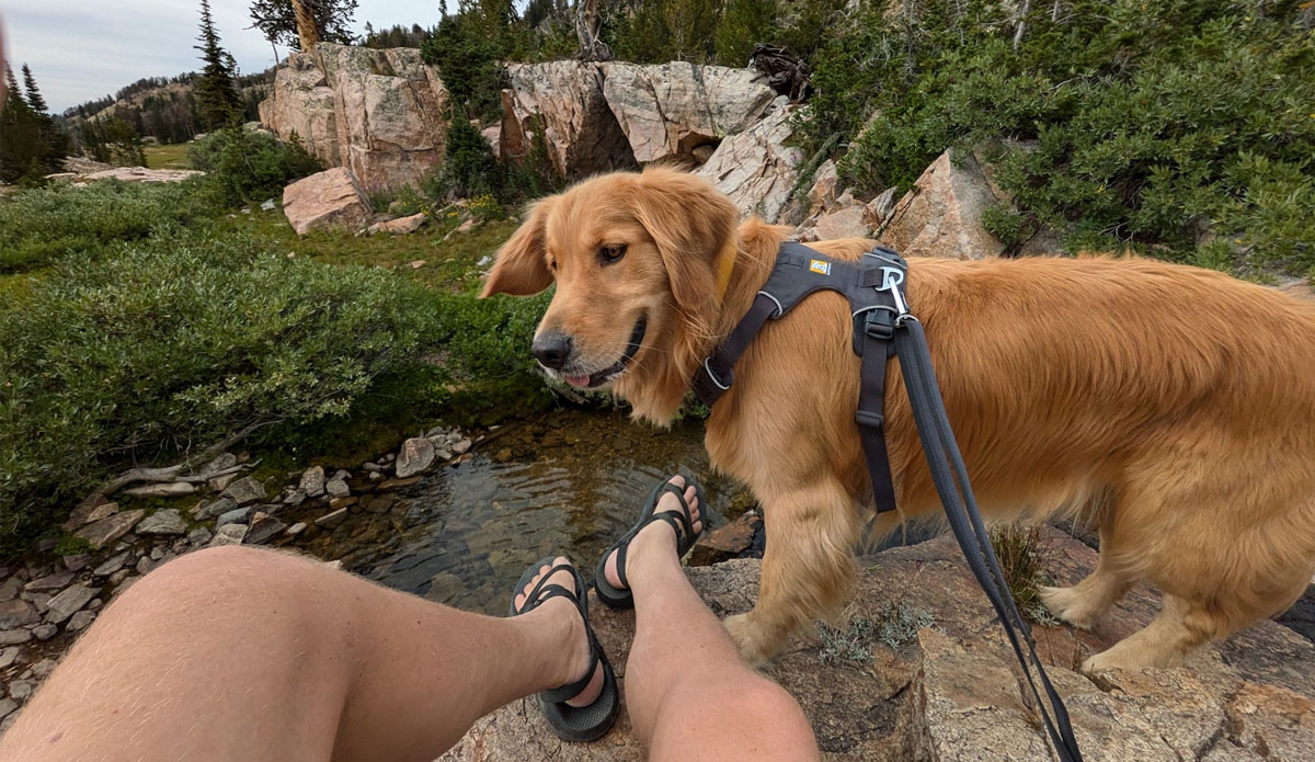 Ruffwear Press Paws