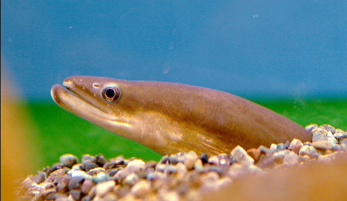 Japanese eels
