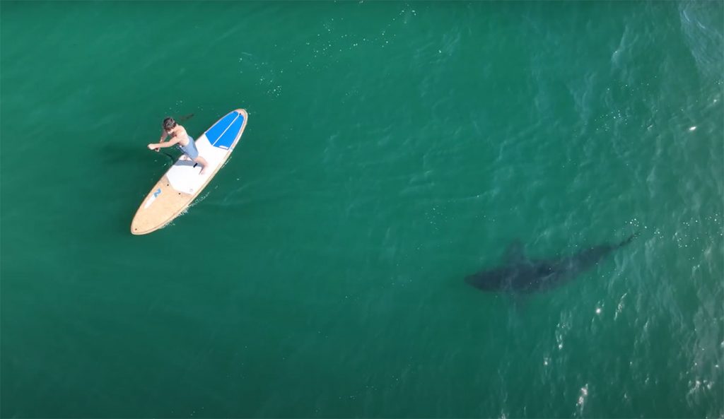 Great white shark close to paddle boarder