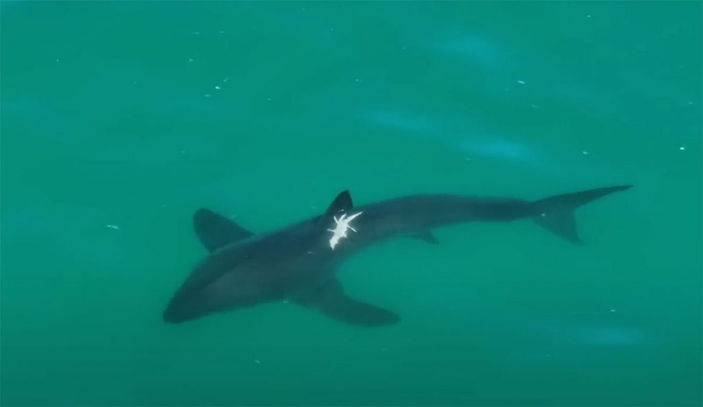 great whites sharks with injuries