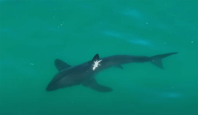 great whites sharks with injuries