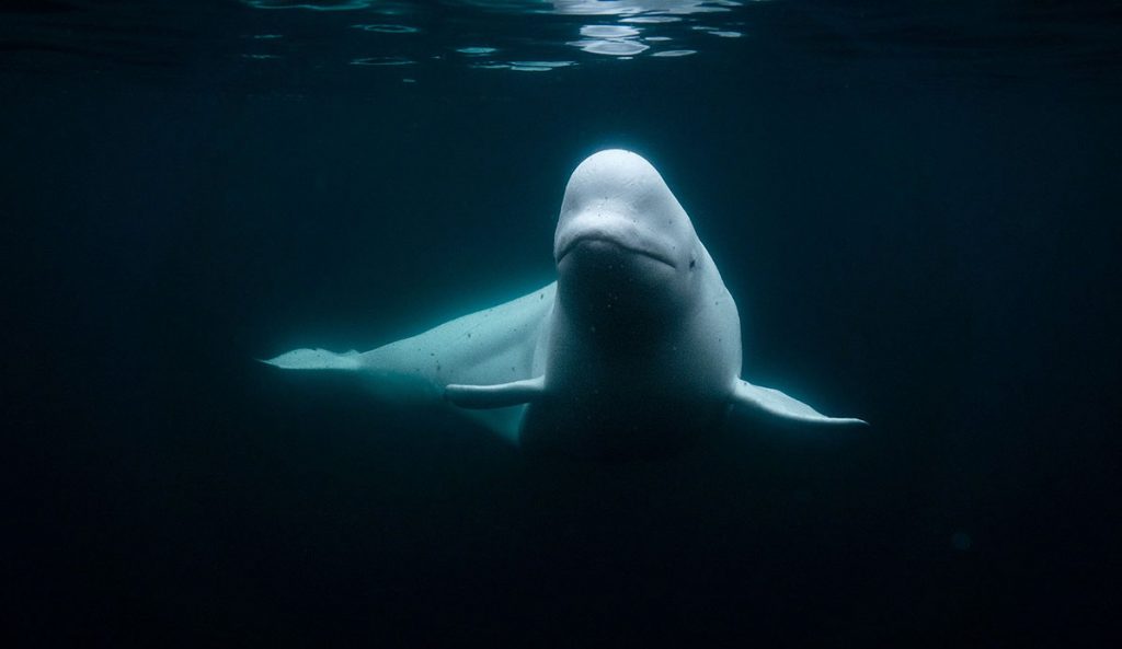 Hvaldimir the beluga whale