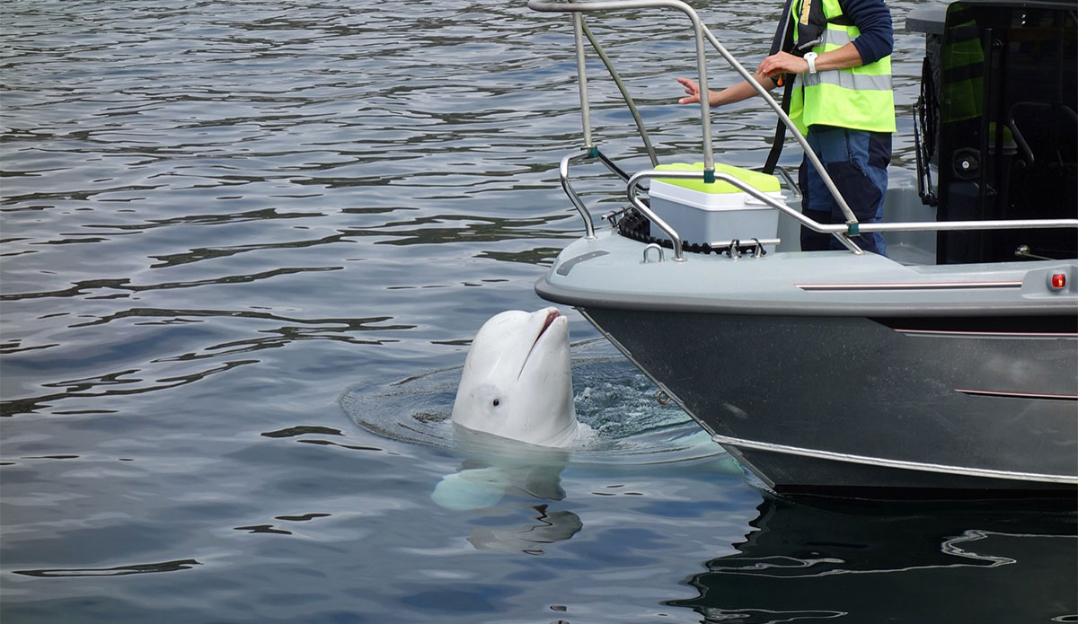 Hvaldimir the Russian spy beluga whale
