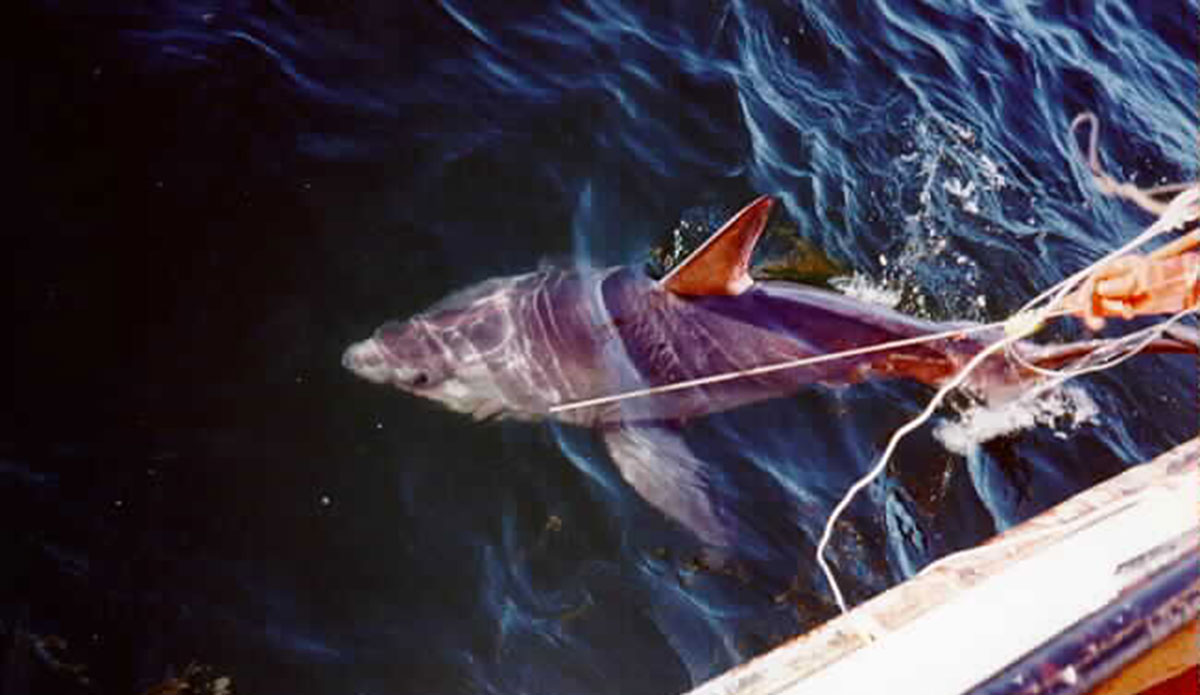 porbeagle shark