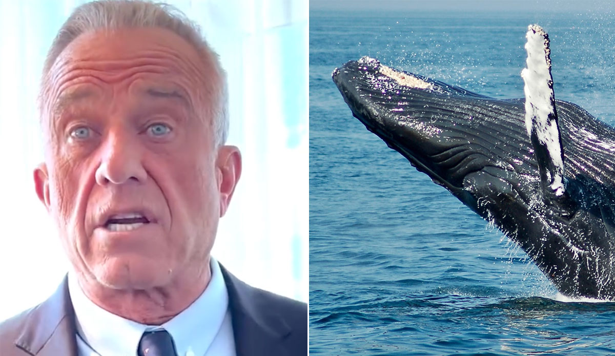 RFK Jr and a whale