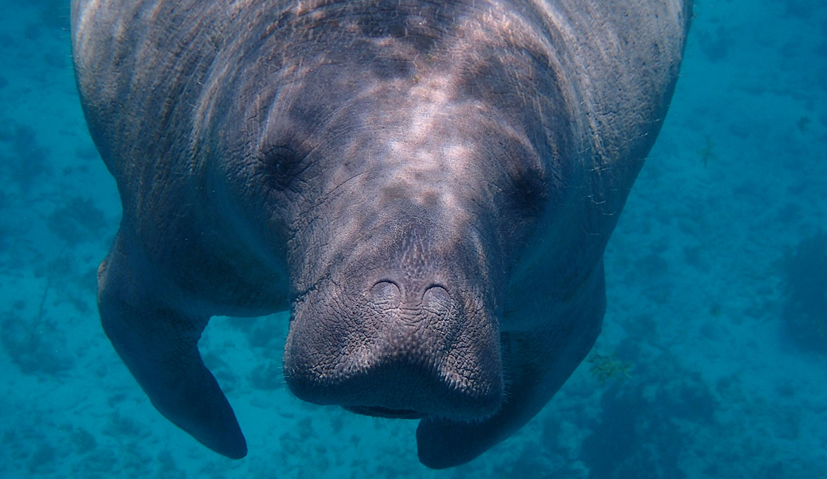 sea cow in Belize