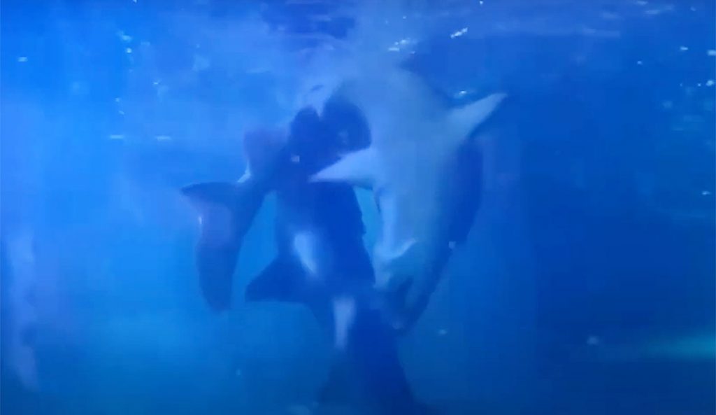 sharks courting