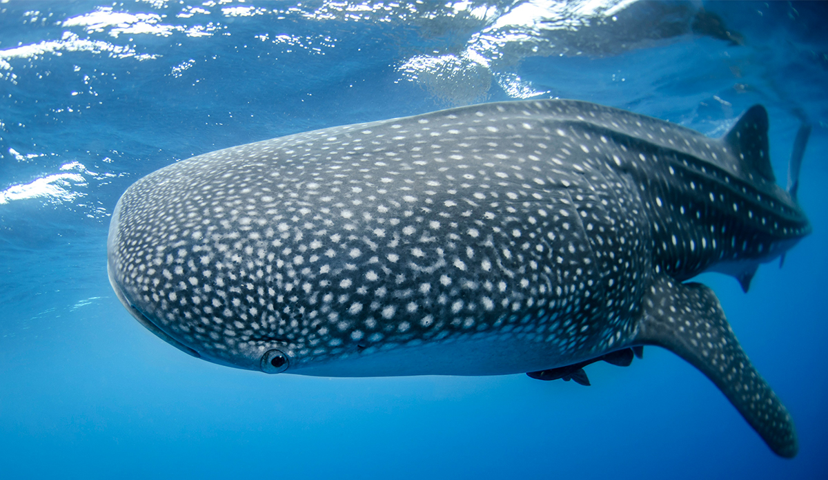 Whale sharks might be finding themselves in the path of ships more often in the future. Photo NOAA Unsplash