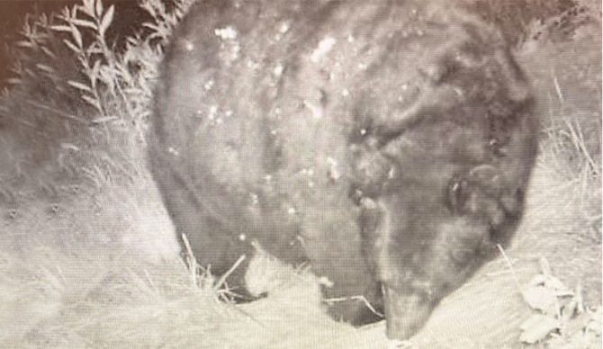 big fat bear