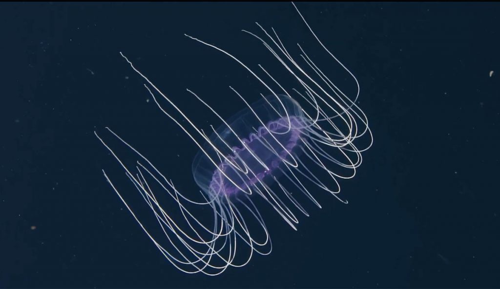 dinner plate jelly