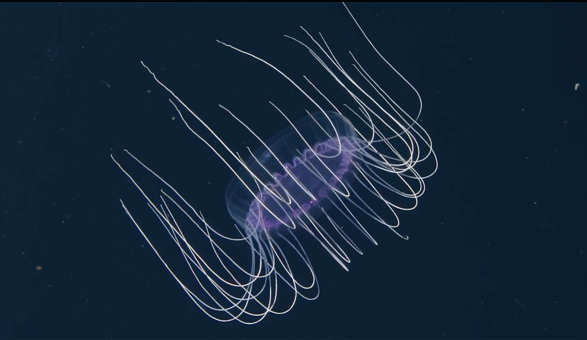 dinner plate jelly