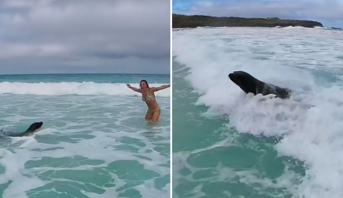 Sea lion body surfing