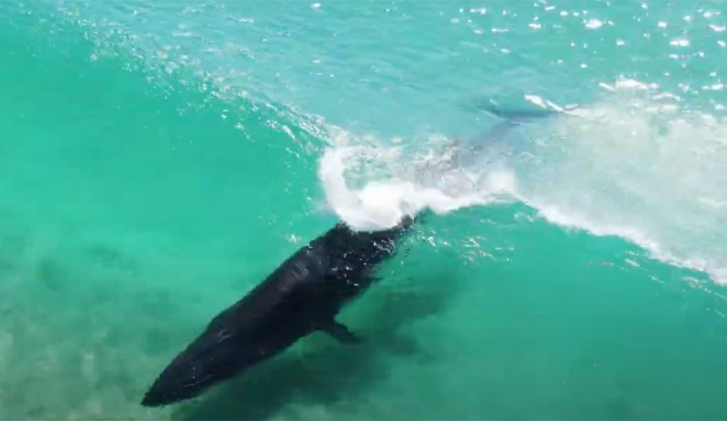 Bryde's whale