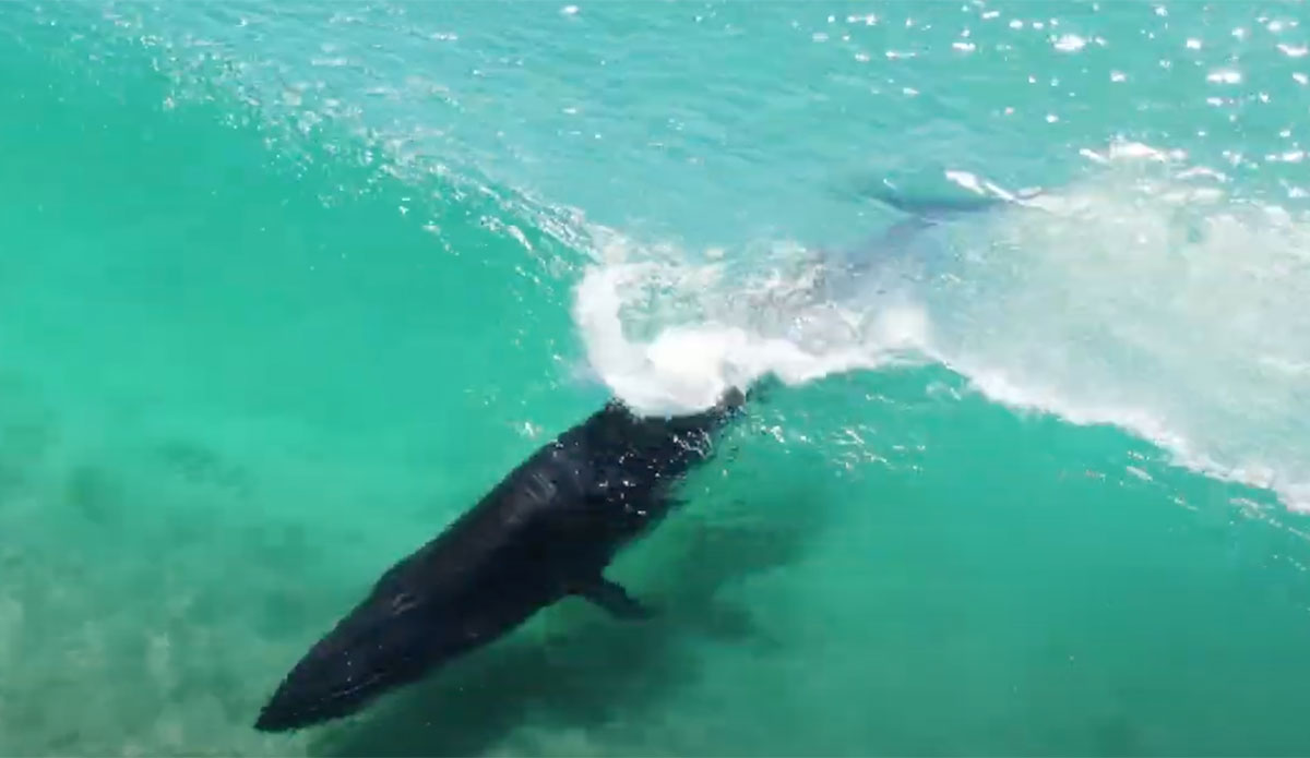 Bryde's whale