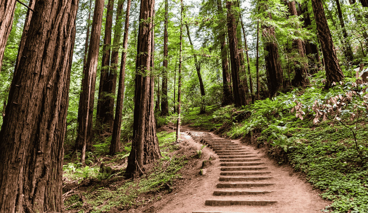 Muir Woods