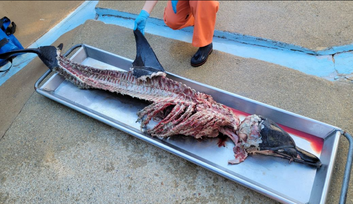 Photo: Marine Mammal Stranding Center // Instagram