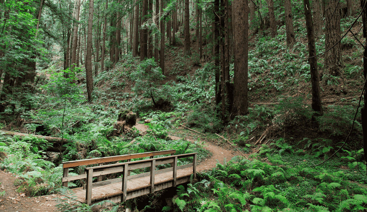 Purisima Creek Trail