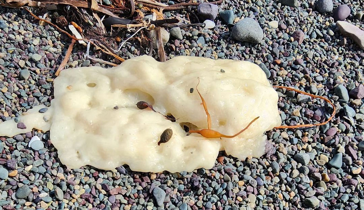 White blobs on Newfoundland beaches