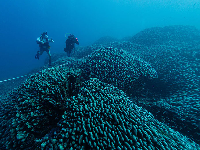 world's largest coral found
