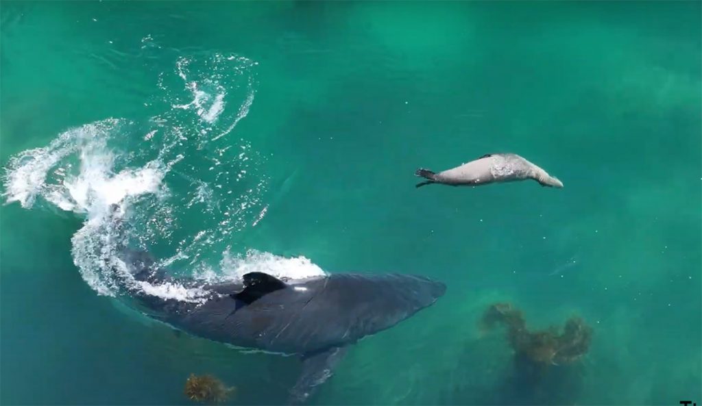 Great white sharks